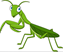 Manti.png